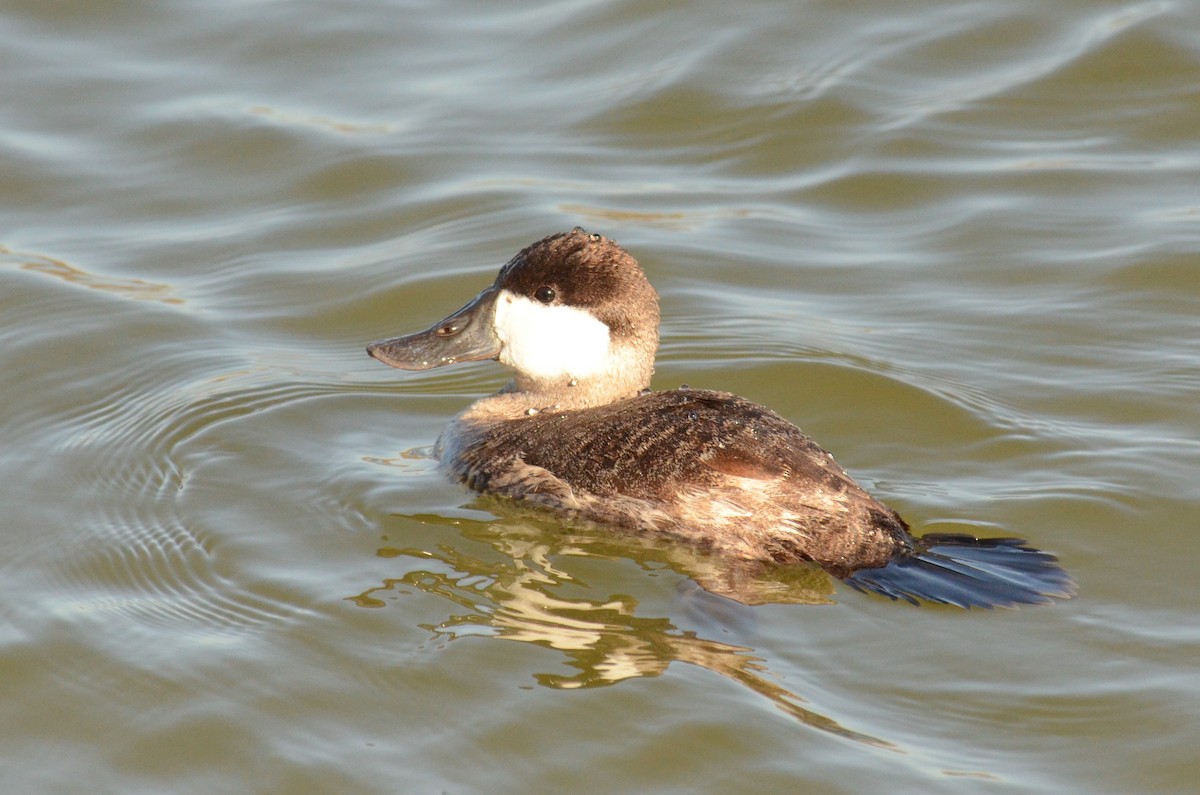 Ruddy Duck - ML259567021