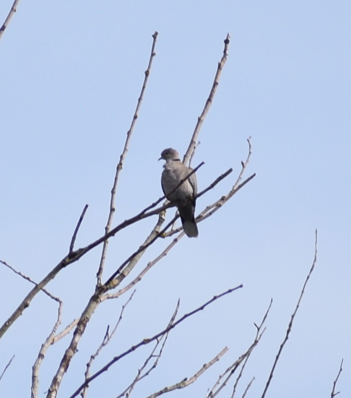 Eurasian Collared-Dove - ML259567391