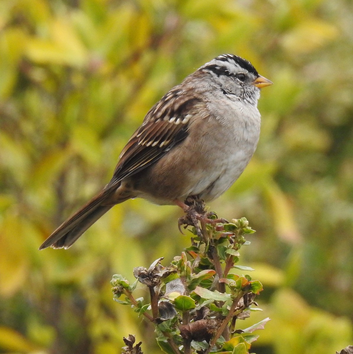 White-crowned Sparrow (nuttalli) - Malia DeFelice
