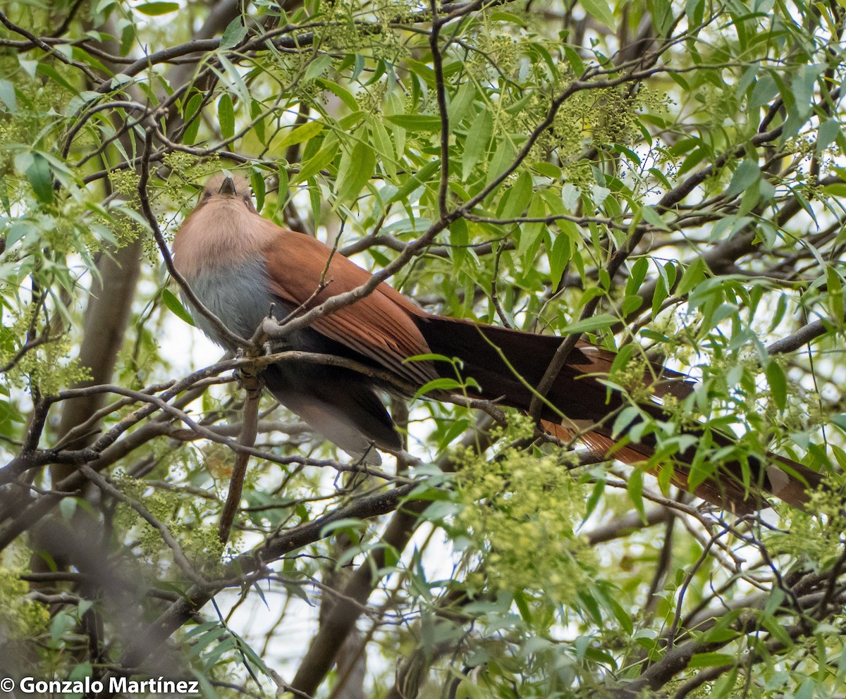 Squirrel Cuckoo - ML259571321