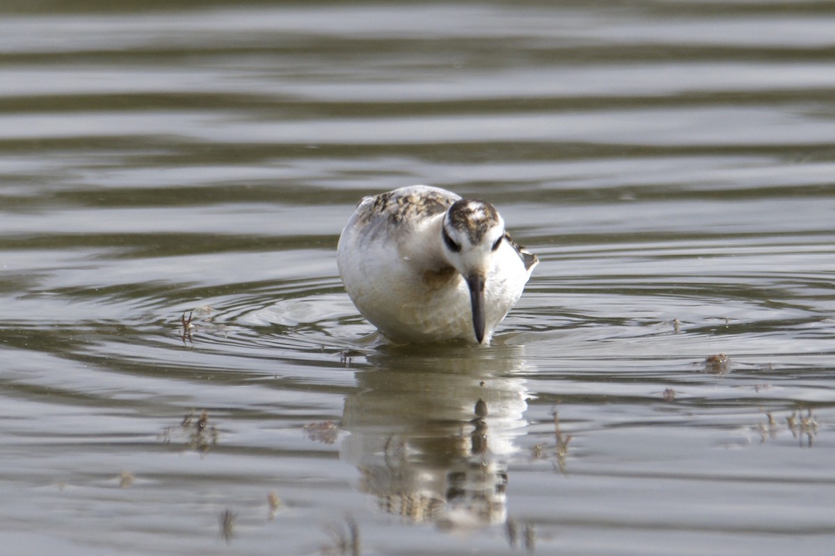 Red Phalarope - Kayla McCurry