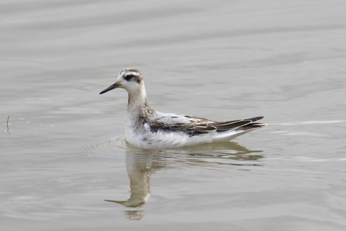 Red Phalarope - Kayla McCurry