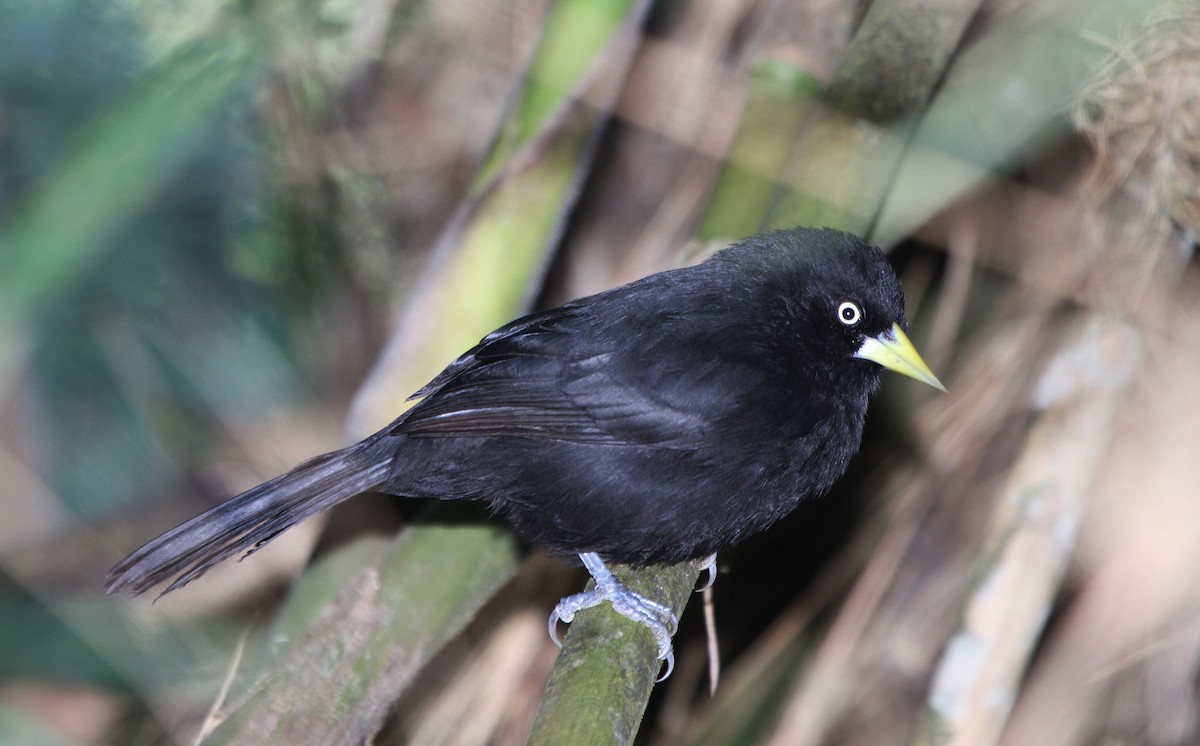 Cassique à bec jaune (australis) - ML25957281