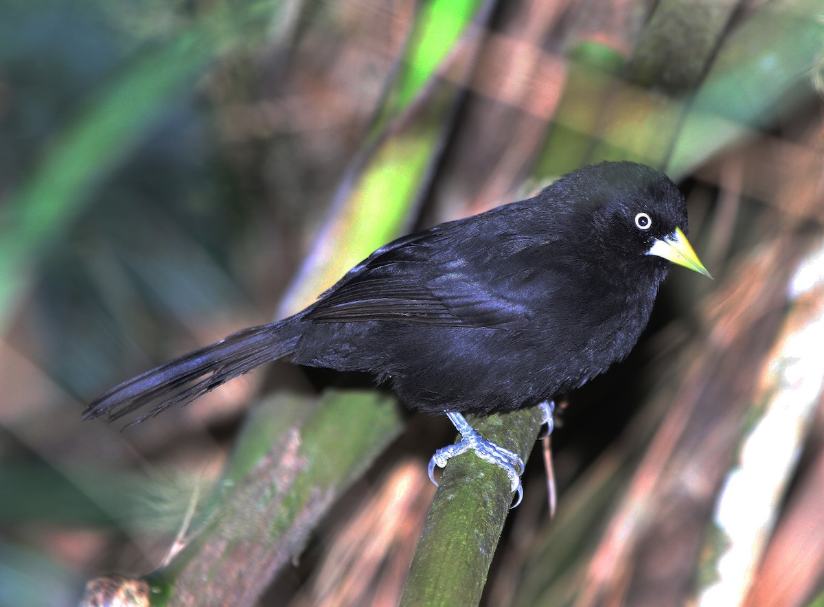 Yellow-billed Cacique (Chapman's) - Pam Rasmussen