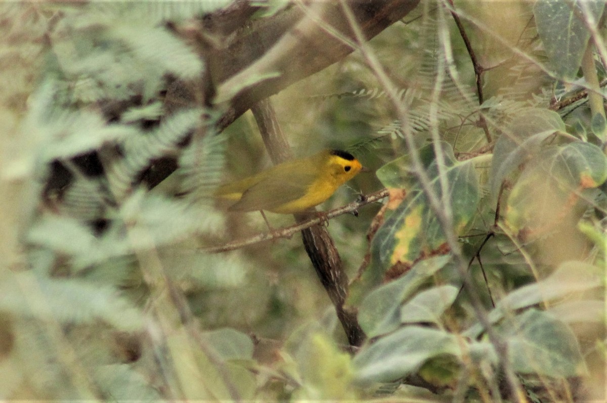 Wilson's Warbler - Ken Tracey