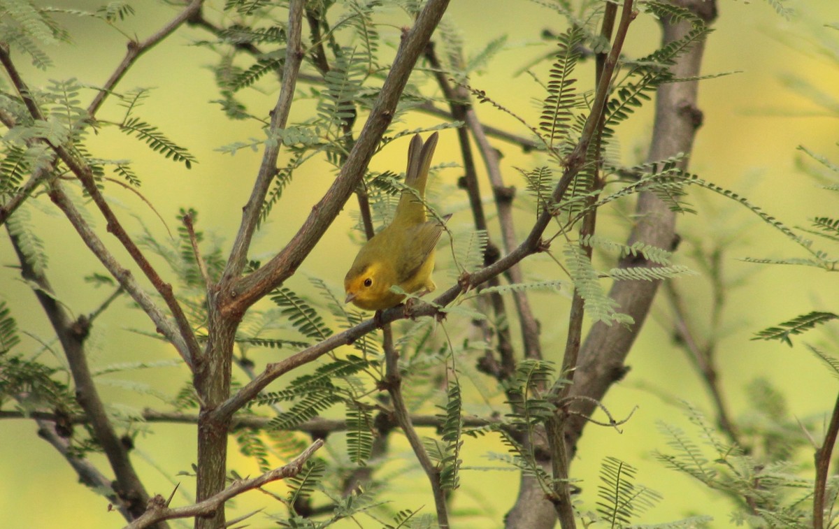 Wilson's Warbler - Ken Tracey