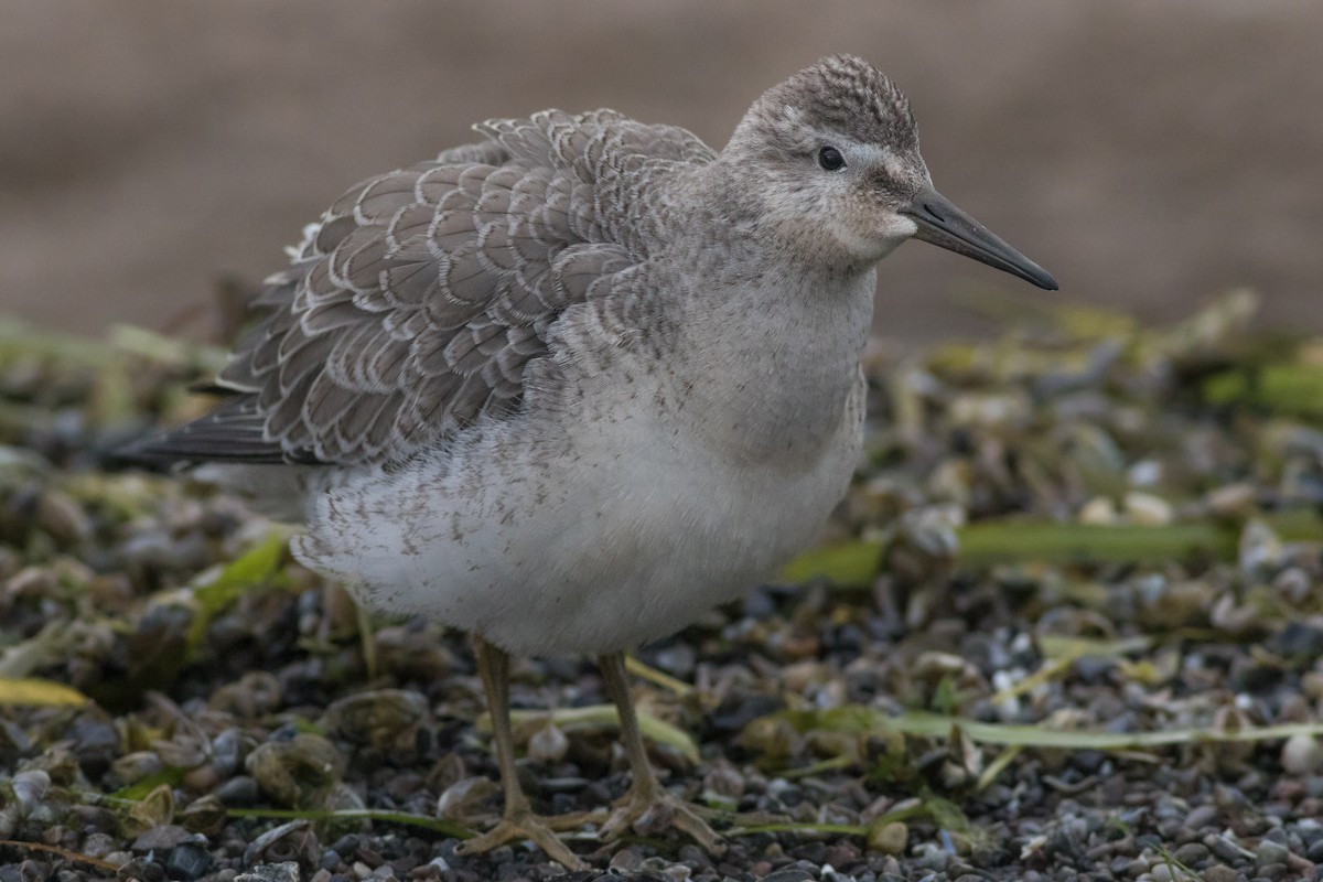 Red Knot - Davey Walters