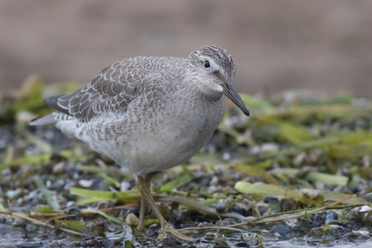 Red Knot - Davey Walters