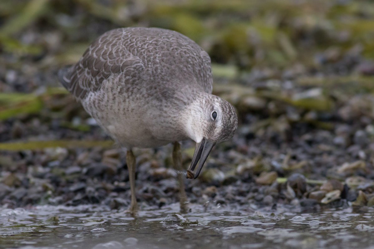 Red Knot - Davey Walters