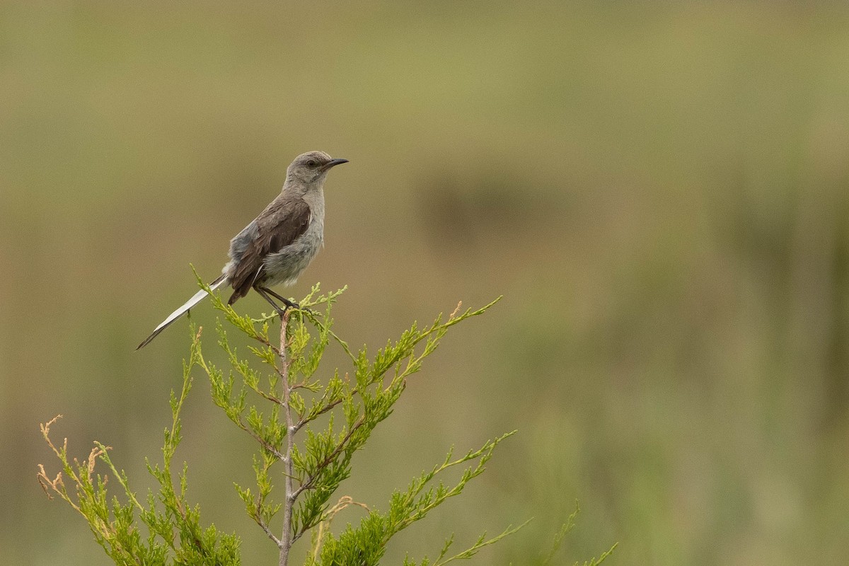 Northern Mockingbird - ML259578391