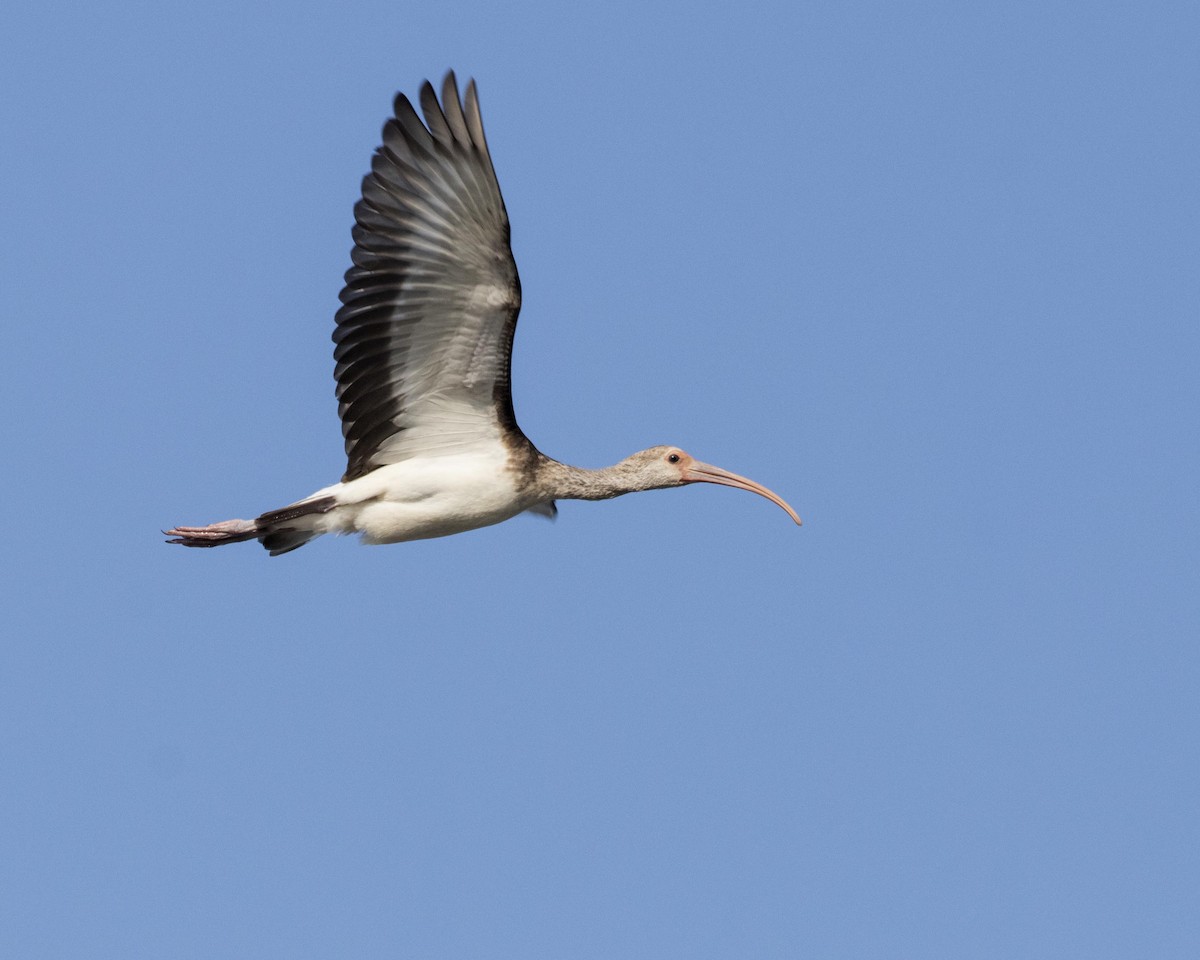 White Ibis - Daniel Kelch