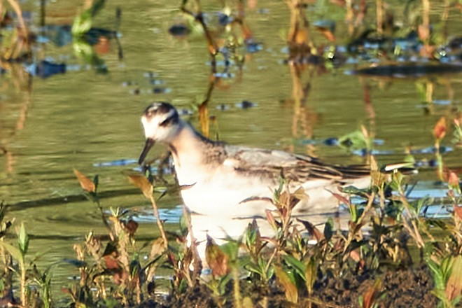 Red Phalarope - Ryan Downey