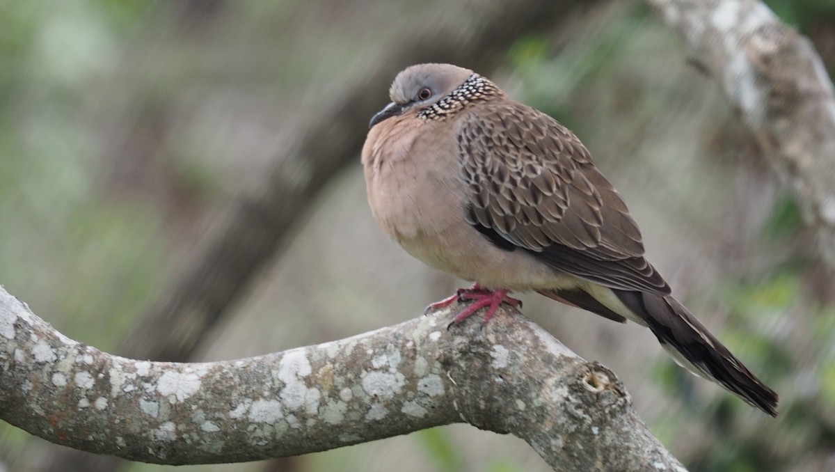 Spotted Dove - ML259581641