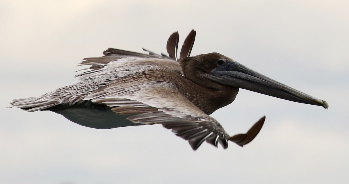 Brown Pelican - ML259581991