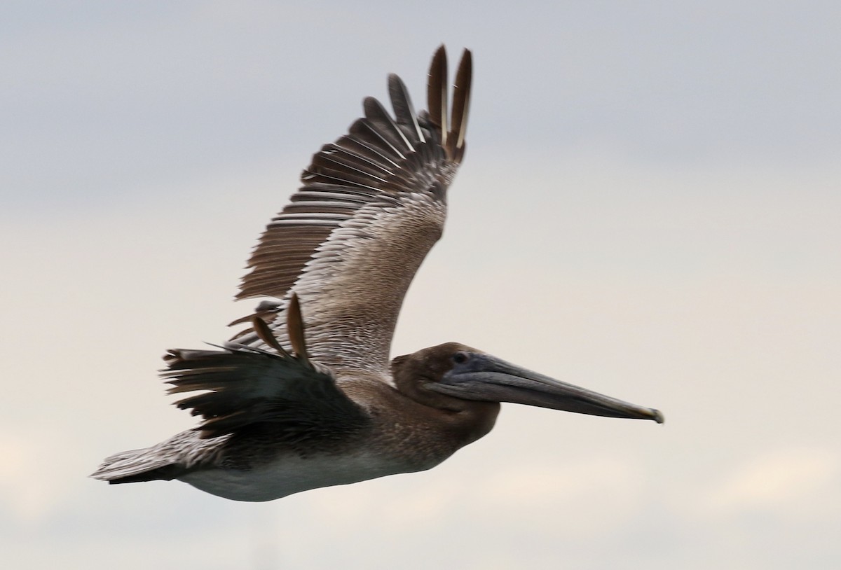 pelikán hnědý - ML259582001