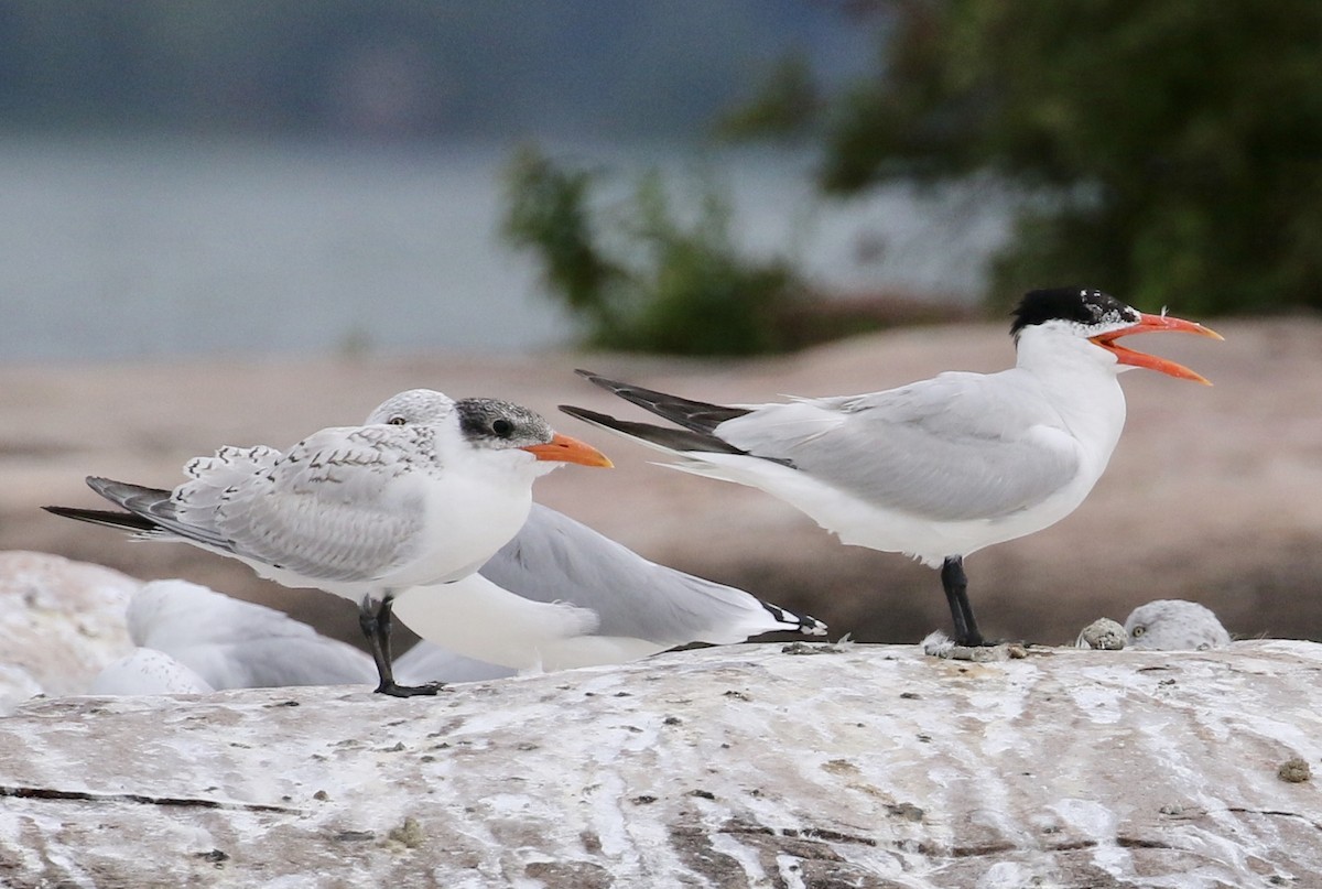 Caspian Tern - Jeff Skevington