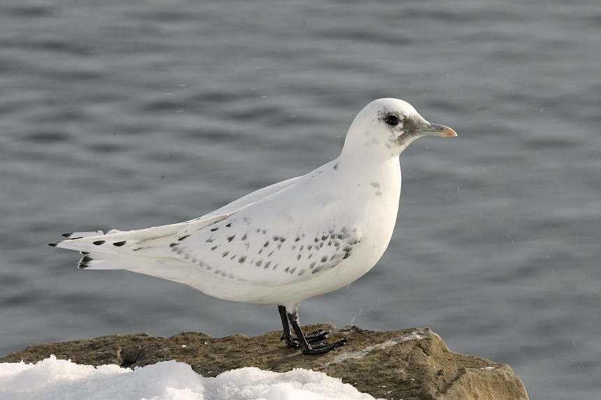 Gaviota Marfileña - ML25958321