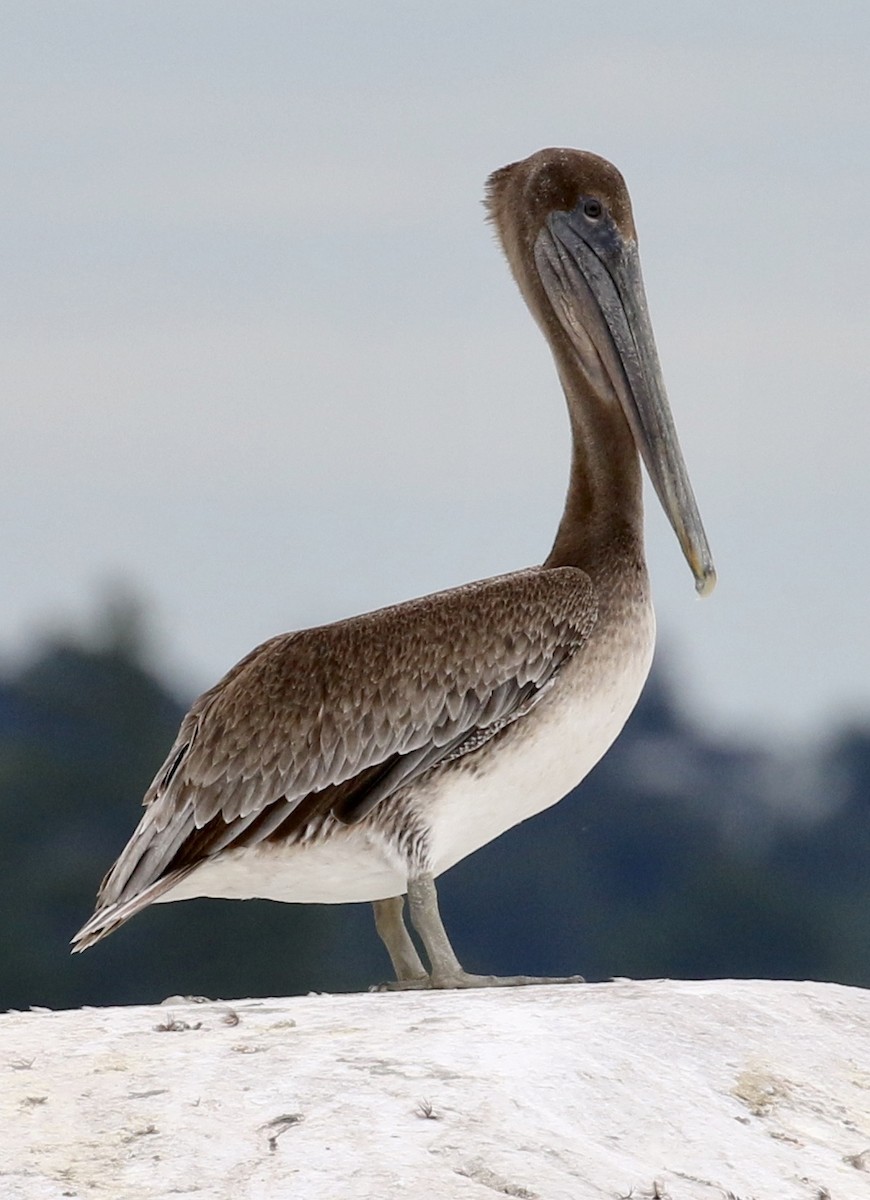 Brown Pelican - ML259585881