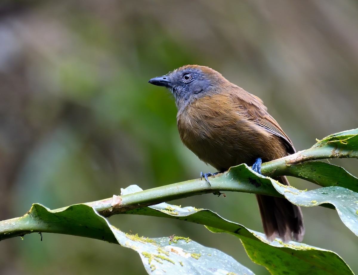 Uniform Antshrike - Mike Melton