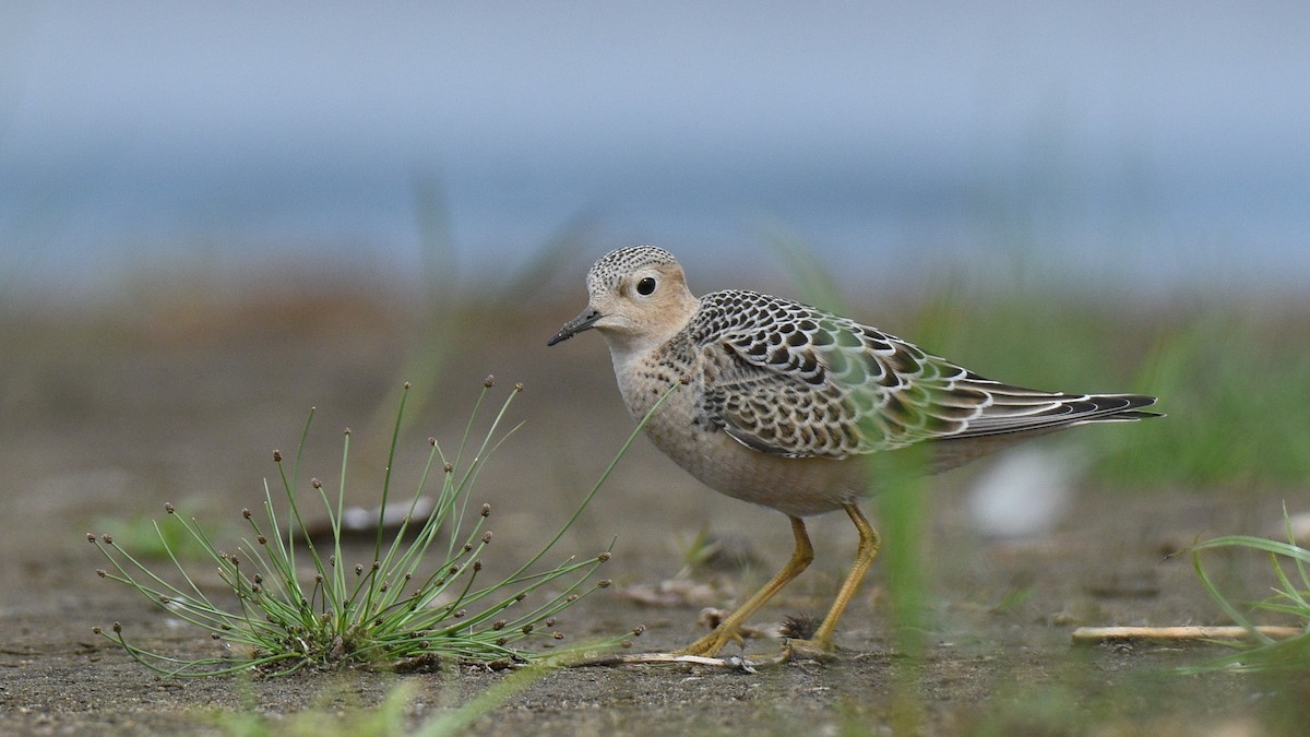 Buff-breasted Sandpiper - ML259586531