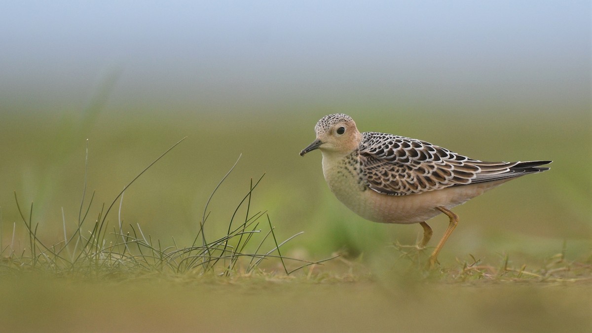 Buff-breasted Sandpiper - ML259586901