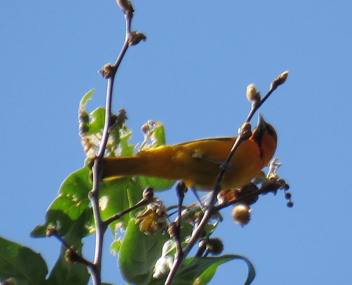 Bullock's Oriole - ML25958961