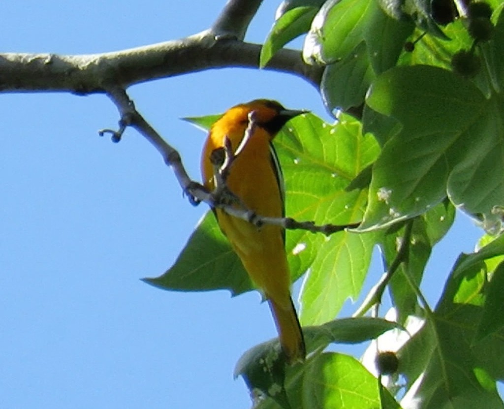 Bullock's Oriole - ML25958971