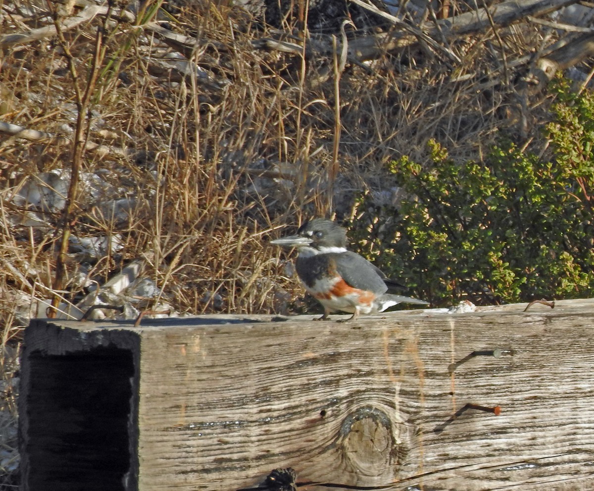 Belted Kingfisher - ML259589721