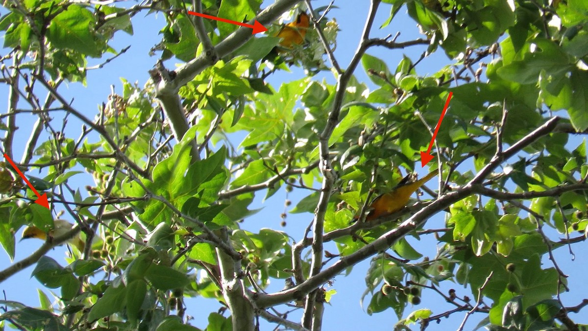 Bullock's Oriole - ML25958991