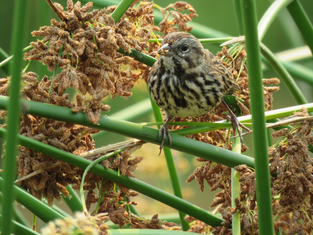 Song Sparrow - ML259592881