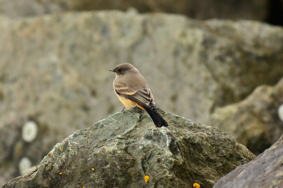 Say's Phoebe - ML259593041