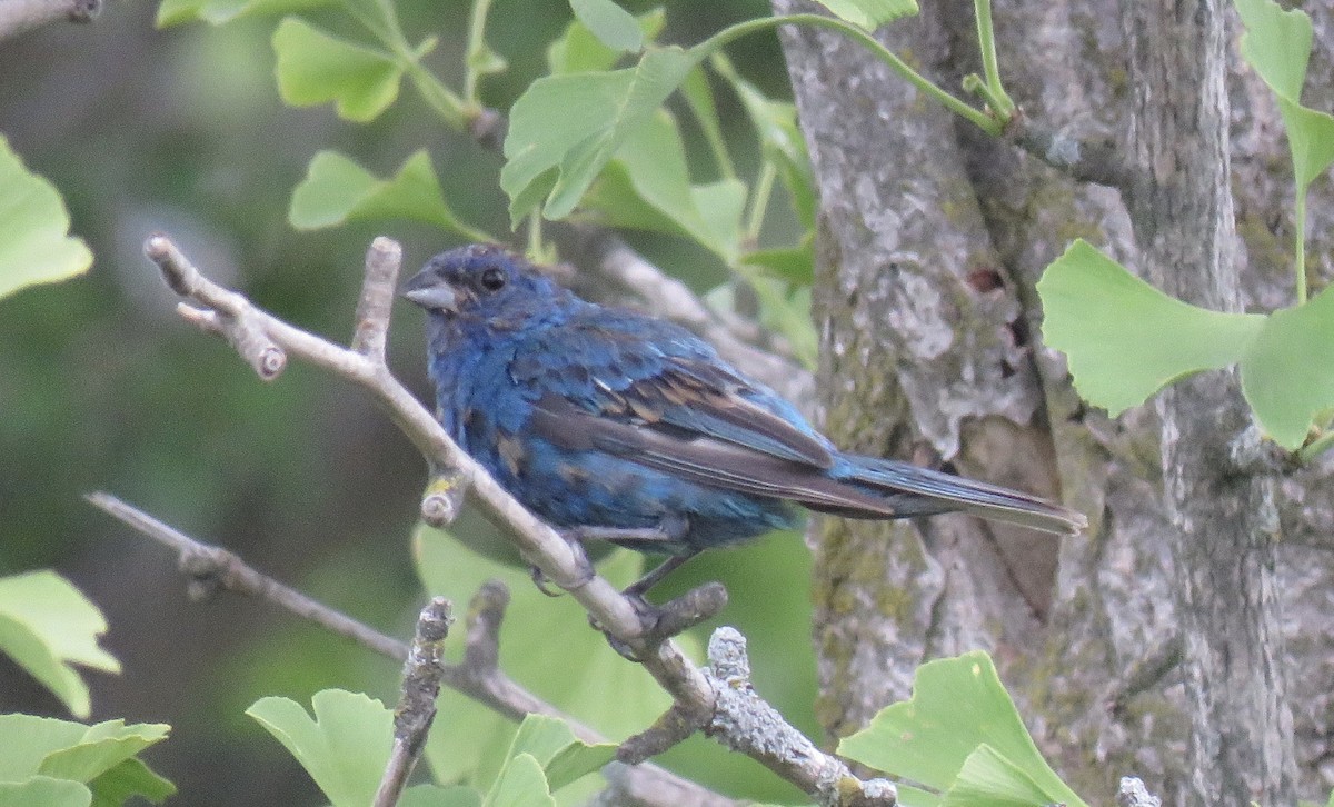 Indigo Bunting - ML259595411