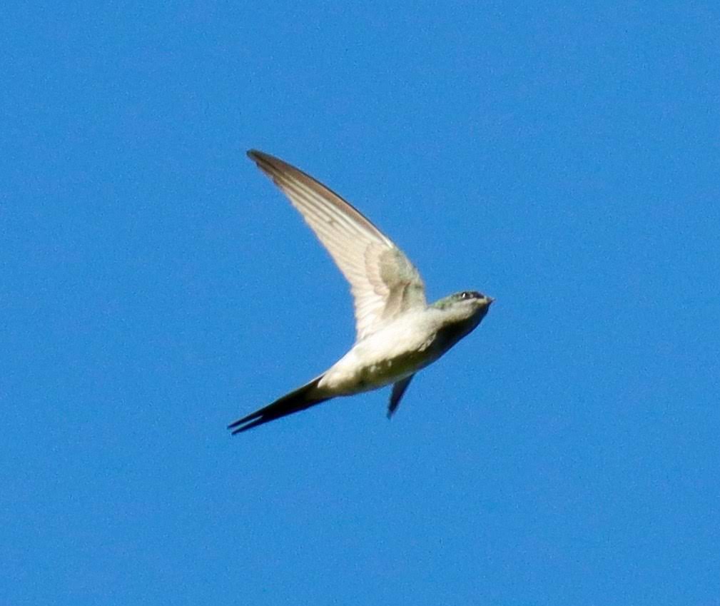 Gray-rumped Treeswift - ML259595801