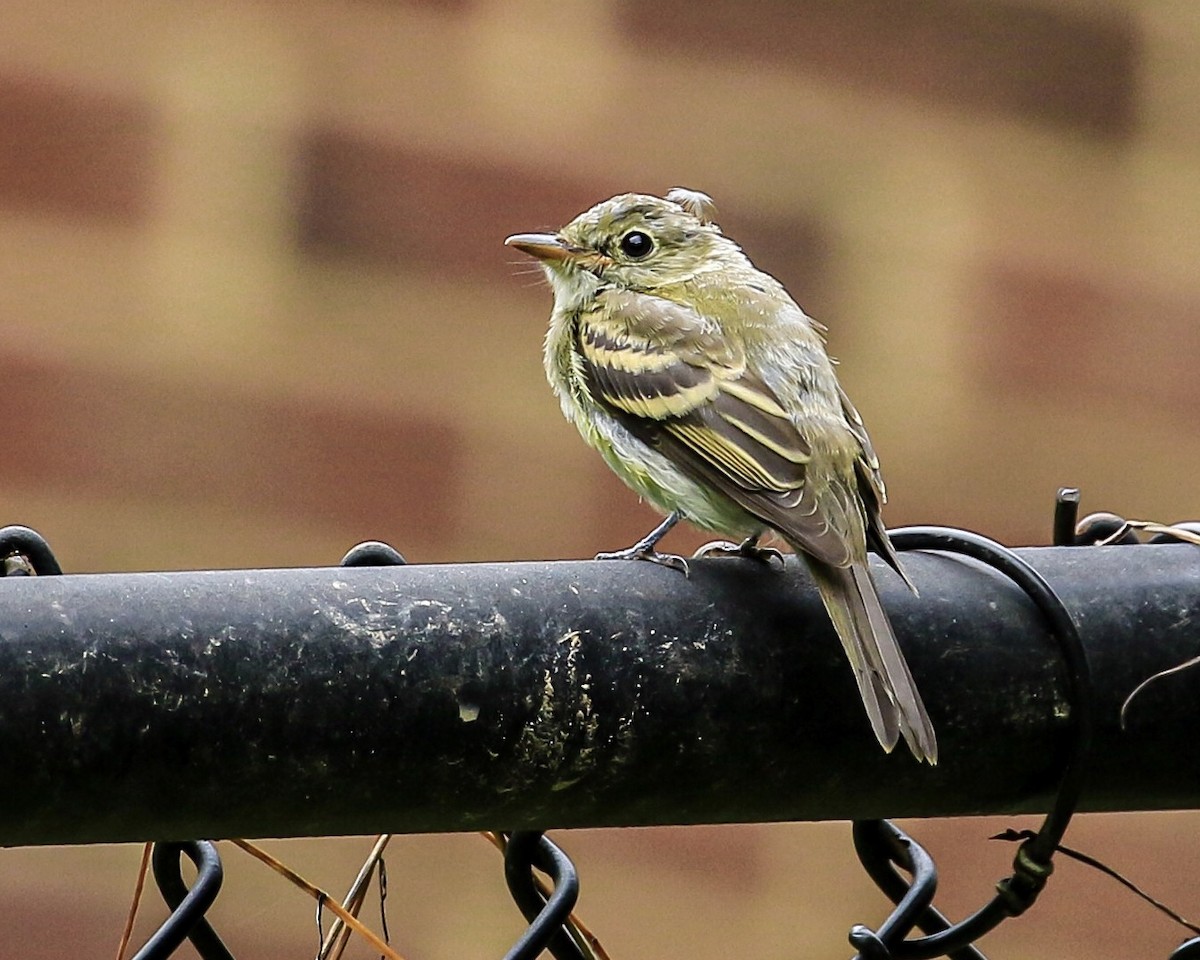 Acadian Flycatcher - ML259596061