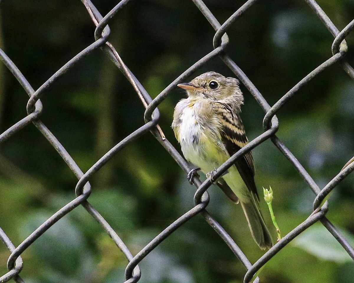 Acadian Flycatcher - ML259596071