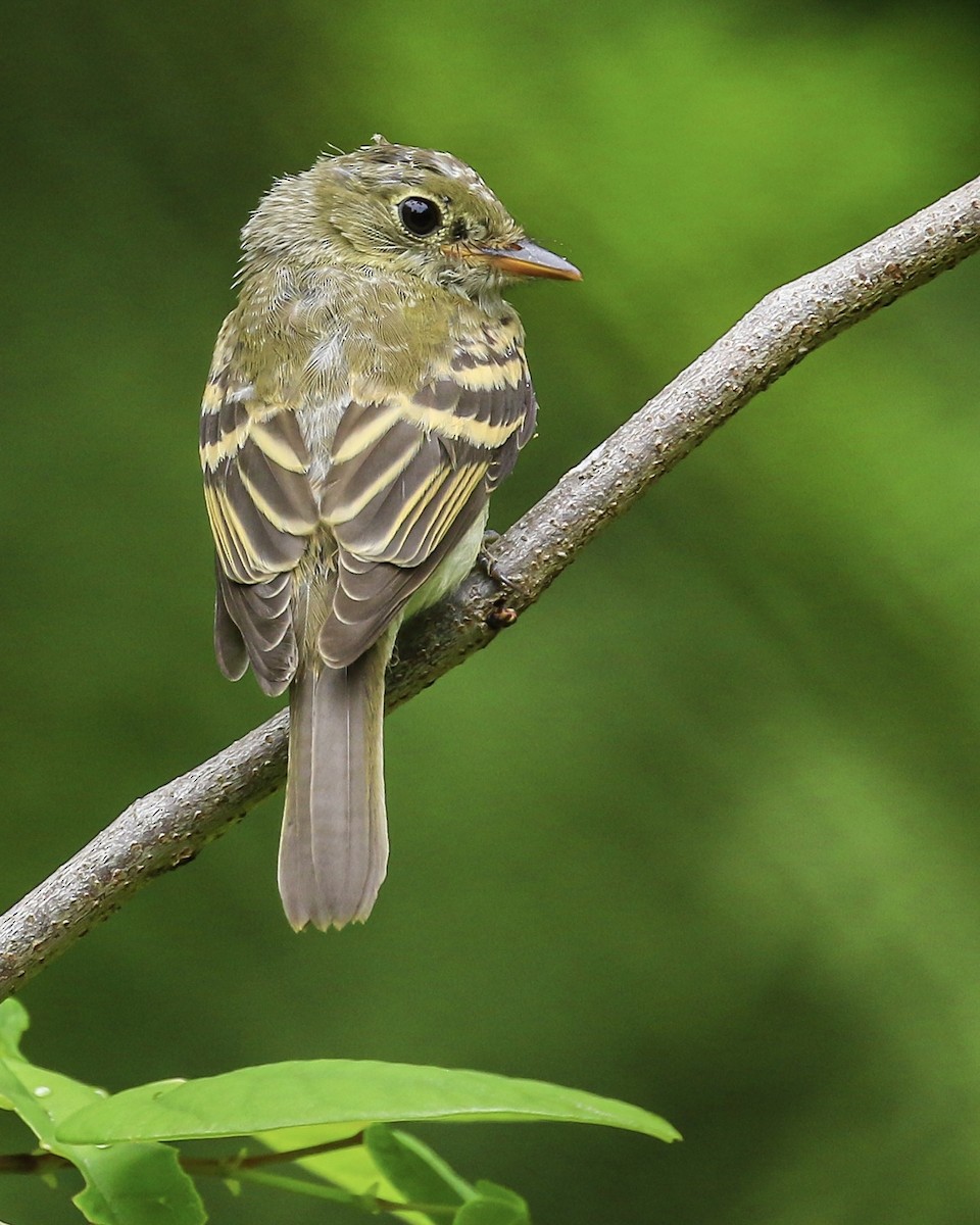 Acadian Flycatcher - ML259596081