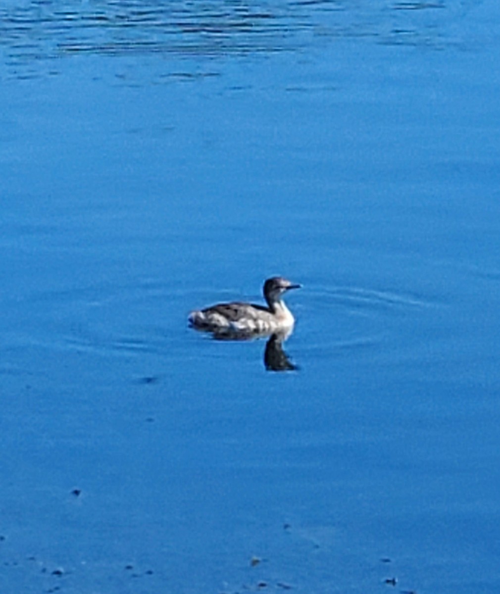 Horned Grebe - ML259599711