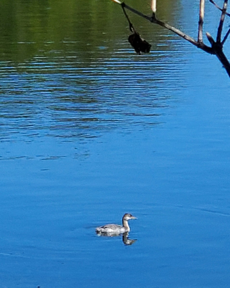 Horned Grebe - ML259599721