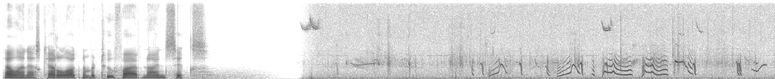 Virginiawachtel [virginianus-Gruppe] - ML2596