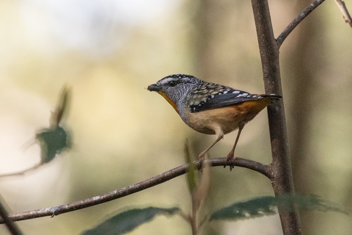 Pardalote pointillé - ML259600501