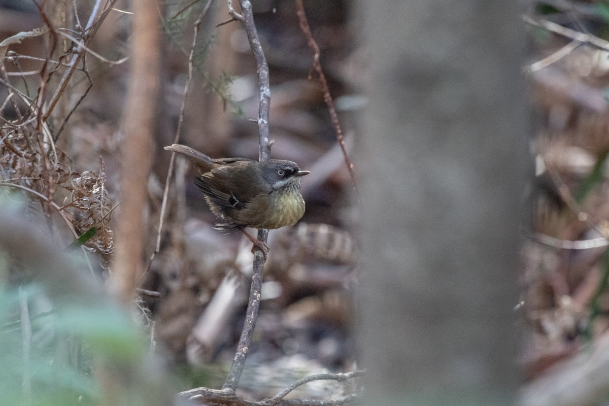 Tasmanian Scrubwren - ML259600571