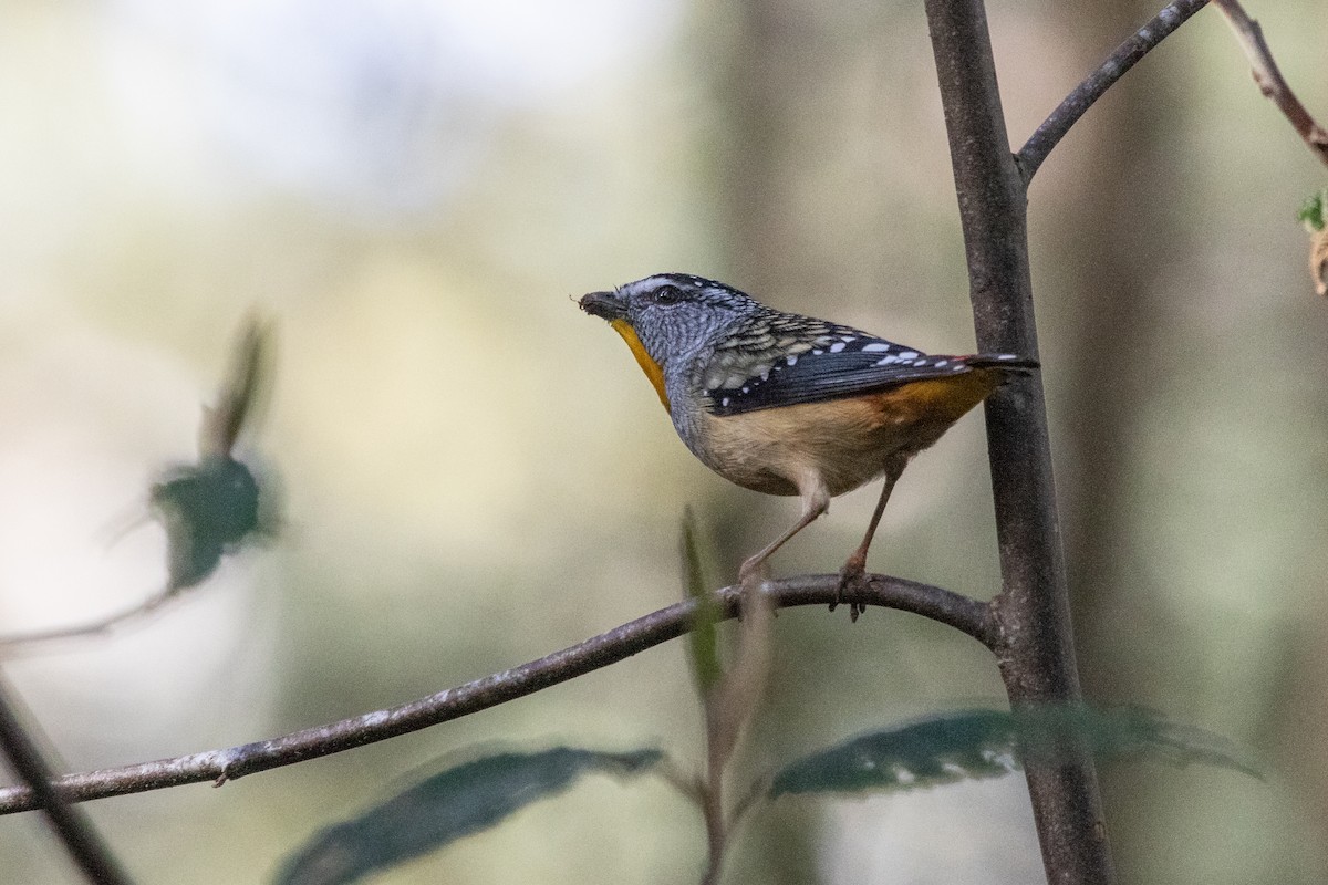 Pardalote Moteado - ML259600621