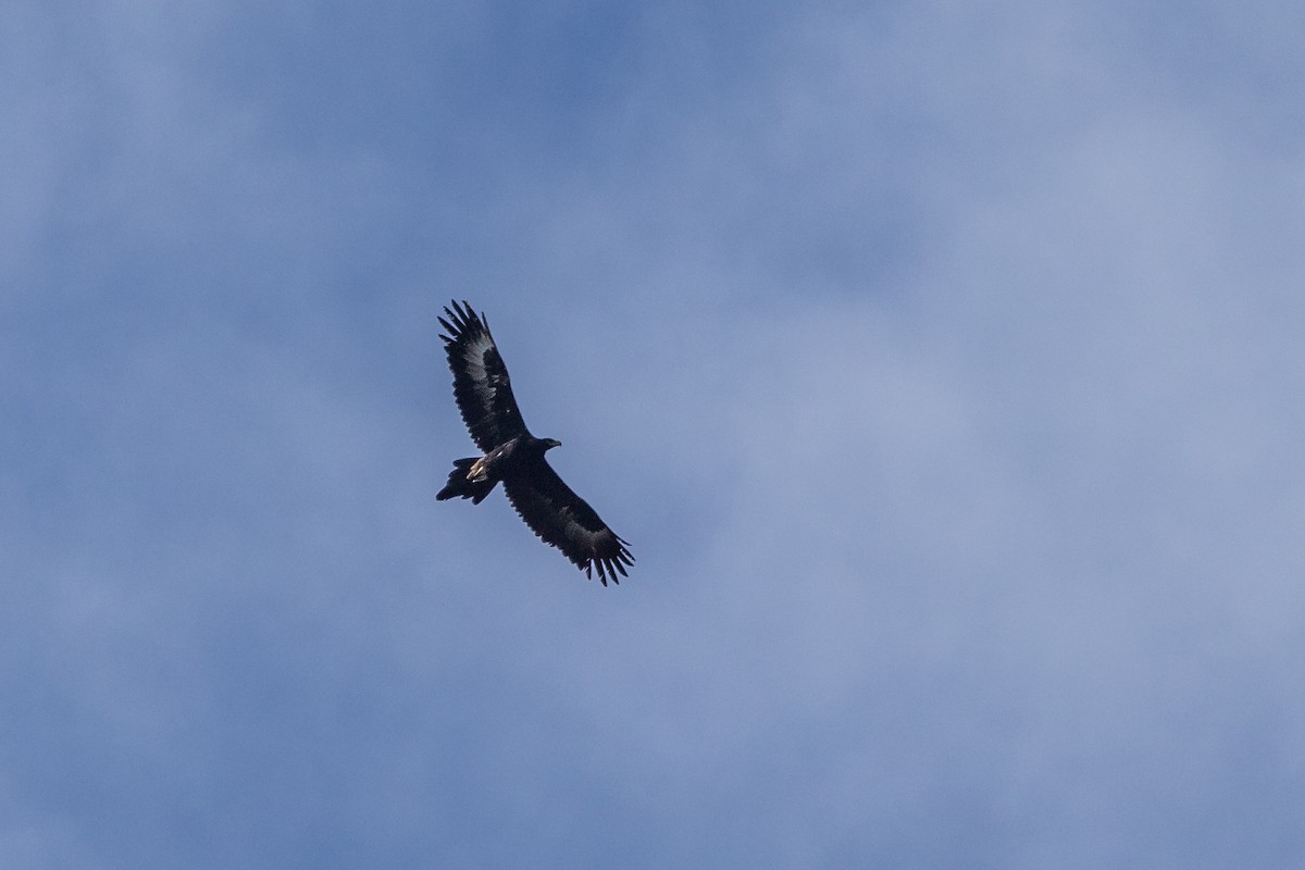 Wedge-tailed Eagle - ML259600671