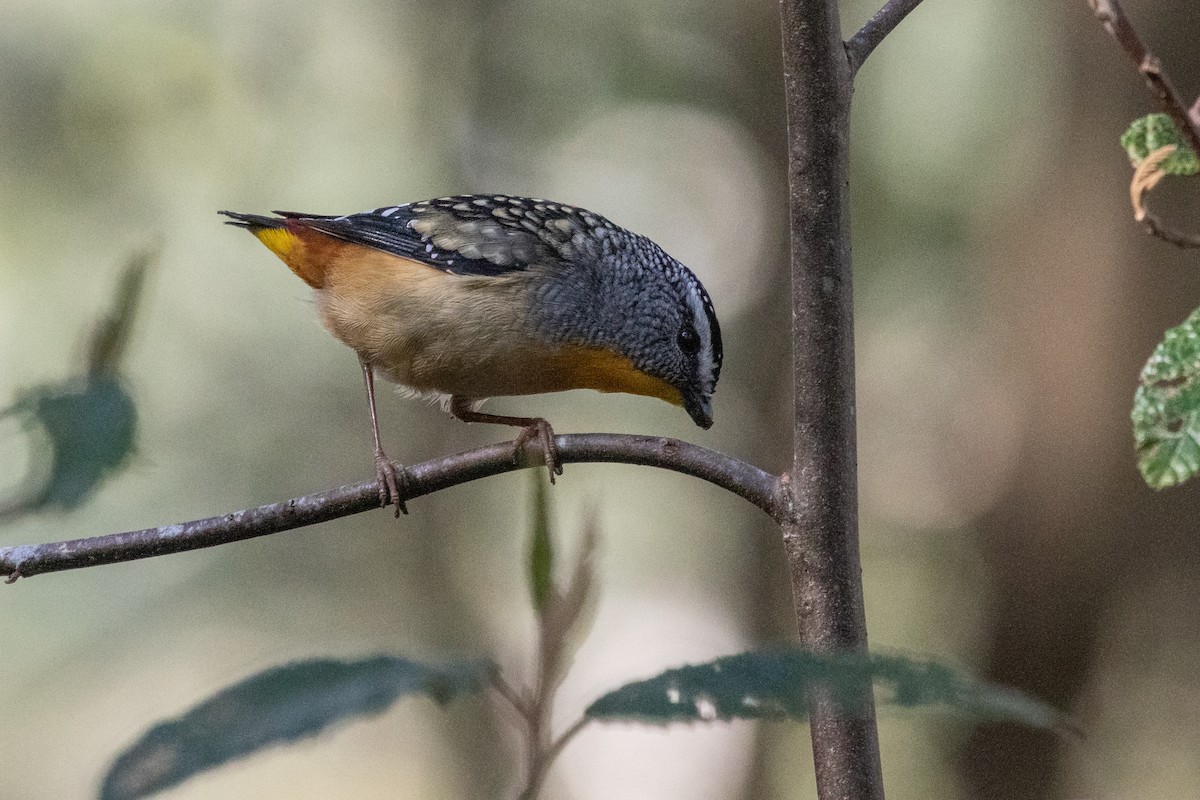 Spotted Pardalote - ML259600691