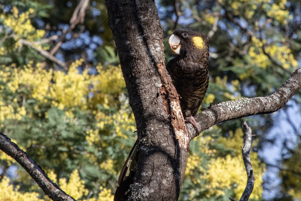 Cacatúa Fúnebre Coliamarilla - ML259600731