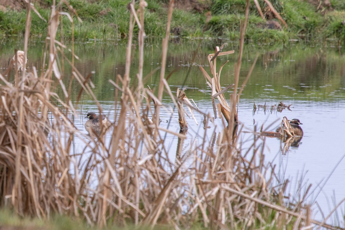 Australasian Grebe - ML259601501