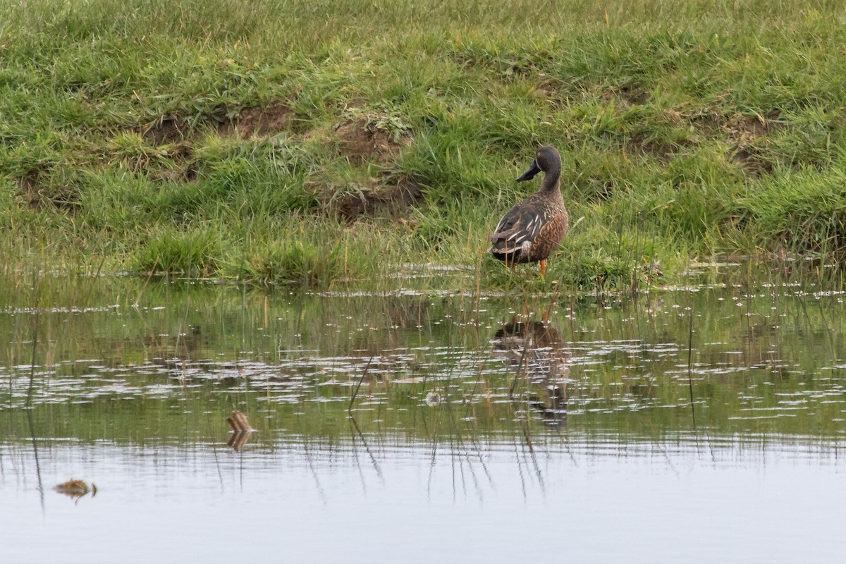 Australasian Shoveler - ML259601511