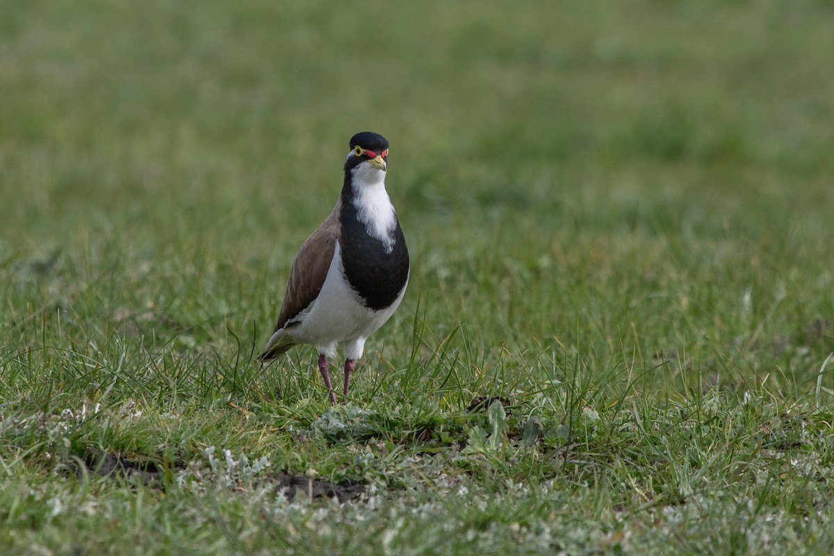 Banded Lapwing - Ramit Singal