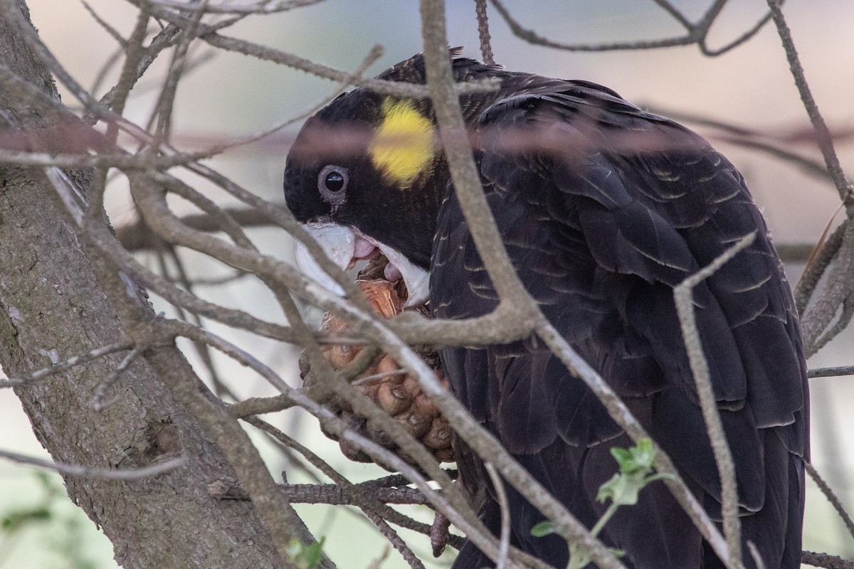 Cacatúa Fúnebre Coliamarilla - ML259601581