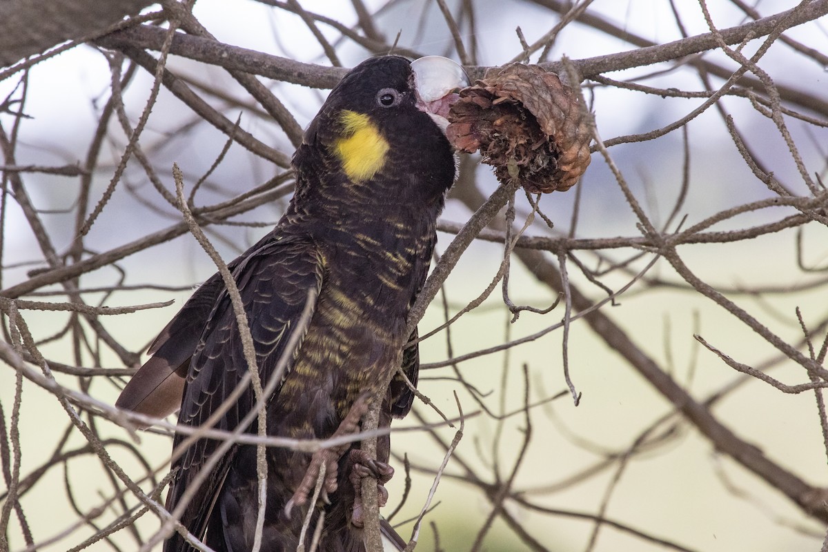 Cacatúa Fúnebre Coliamarilla - ML259601591